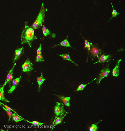 ab58018 stained U-87 MG cells. The cells were 4% formaldehyde fixed (10 min) and then incubated in 1%BSA / 10% normal goat serum / 0.3M glycine in 0.1% PBS-Tween for 1h to permeabilise the cells and block non-specific protein-protein interactions. The cells were then incubated with the antibody ab58018 at 5µg/ml overnight at +4°C. The secondary antibody (green) was DyLight® 488 goat anti- mouse (ab96879) IgG (H+L) used at a 1/250 dilution for 1h. Alexa Fluor® 594 WGA was used to label plasma membranes (red) at a 1/200 dilution for 1h. DAPI was used to stain the cell nuclei (blue) at a concentration of 1.43µM.