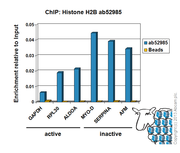 Chromatin was prepared from HeLa cells according to the Abcam X-ChIP protocol. Cells were fixed with formaldehyde for 10 minutes. The ChIP was performed with 25µg of chromatin, 5µg of ab52985 (blue), and 20µl of Protein A/G sepharose beads. No antibody was added to the beads control (yellow). The immunoprecipitated DNA was quantified by real time PCR (Taqman approach). Primers and probes are located in the first kb of the transcribed region.