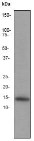 Anti-Histone H2B antibody [EP819Y] - ChIP Grade (ab52985) at 1/10000 dilution + A431 cell lysate at 10 µgSecondarygoat anti-rabbit HRP labelled at 1/2000 dilution