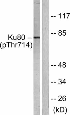 All lanes : Anti-Ku80 (phospho T714) antibody (ab55350) at 1/500 dilutionLane 1 : extracts from COS7 cells with no immunizing peptideLane 2 : extracts from COS7 cells with immunizing peptide
