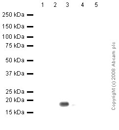 All lanes : Anti-Histone H2B antibody [mAbcam 52484] - ChIP Grade (ab52484) at 5 µg/mlLane 1 : Histone H1 recombinant protein.Lane 2 : Histone H2A recombinant protein.Lane 3 : Histone H2B recombinant protein.Lane 4 : Histone H3 recombinant protein.Lane 5 : Histone H4 recombinant protein.Lysates/proteins at 0.1 µg per lane.SecondaryRabbit polyclonal to Mouse IgG - H&L (HRP) at 1/3000 dilutionPerformed under reducing conditions.
