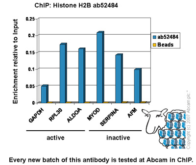 Chromatin was prepared from HeLa cells according to the Abcam X-ChIP protocol. Cells were fixed with formaldehyde for 10min. The ChIP was performed with 25µg of chromatin, 5µg of ab52484 (blue), and 20µl of Protein A/G sepharose beads. No antibody was added to the beads control (yellow). The immunoprecipitated DNA was quantified by real time PCR (Taqman approach). Primers and probes are located in the first kb of the transcribed region.