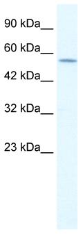 Anti-Kv1.8 antibody (ab28724) at 1.25 µg/ml + Jurkat cell lysateSecondaryHRP conjugated anti Rabbit Ig