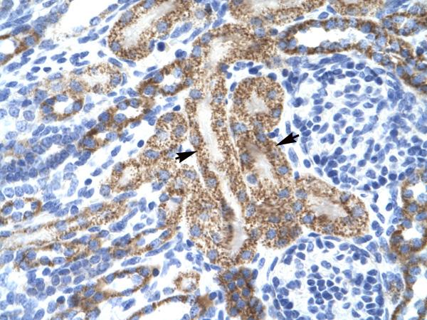 ab28724 at 6.0 µg/ml, staining human KCNA10 in paraffin embedded kidney tissue. Arrows indicate positively labelled cells (epithelial cells of the renal tube). Magnification 400X.