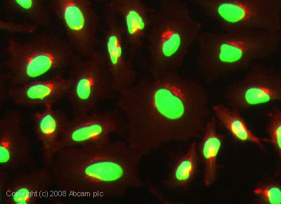 ICC/IF image of ab52484 stained human HeLa cells. The cells were 4% PFA fixed (10 min), permabilised in 0.1% PBS-Tween (20 min) and incubated with the antibody (ab52484, 1µg/ml) for 1h at room temperature. 1%BSA / 10% normal goat serum / 0.3M glycine was used to block non-specific protein-protein interactions. The secondary antibody (green) was Alexa Fluor® 488 goat anti-mouse IgG (H+L) used at a 1/1000 dilution for 1h. Alexa Fluor® 594 WGA was used to label plasma membranes (red). DAPI was used to stain the cell nuclei (blue).