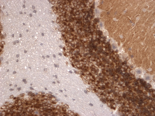 ab99040 staining Kv4.2 in Mouse cerebellum tissue sections by Immunohistochemistry.