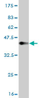 Western blot against tagged recombinant protein immunogen using ab56450 L-Kynurenine Hydrolase antibody at 1ug/ml.