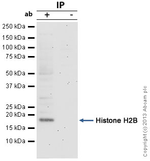 Histone H2B was immunoprecipitated using 0.5mg Hela whole cell extract, 5µg of Mouse monoclonal to Histone H2B and 50µl of protein G magnetic beads (+). No antibody was added to the control (-).The antibody was incubated under agitation with Protein G beads for 10min, Hela whole cell extract lysate diluted in RIPA buffer was added to each sample and incubated for a further 10min under agitation.Proteins were eluted by addition of 40µl SDS loading buffer and incubated for 10min at 70°C; 10µl of each sample was separated on a SDS PAGE gel, transferred to a nitrocellulose membrane, blocked with 5% BSA and probed with ab64165.Secondary: Goat polyclonal to mouse IgG light chain specific (HRP) at 1/20,000 dilution.Band: 17kDa; Histone H2B