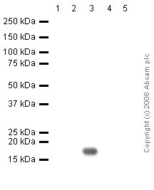 All lanes : Anti-Histone H2B antibody [mAbcam 64165] - ChIP Grade (ab64165) at 5 µg/mlLane 1 : Histone H1 recombinant protein.Lane 2 : Histone H2A recombinant protein.Lane 3 : Histone H2B recombinant protein.Lane 4 : Histone H3 recombinant protein.Lane 5 : Histone H4 recombinant protein.Lysates/proteins at 0.1 µg/ml per lane.SecondaryRabbit polyclonal to Mouse IgG - H&L (HRP) at 1/3000 dilutionPerformed under reducing conditions.