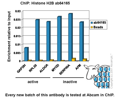 Chromatin was prepared from HeLa cells according to the Abcam X-ChIP protocol. Cells were fixed with formaldehyde for 10min. The ChIP was performed with 25µg of chromatin, 5µg of ab64165 (blue), and 20µl of Protein A/G sepharose beads. No antibody was added to the beads control (yellow). The immunoprecipitated DNA was quantified by real time PCR (Taqman approach). Primers and probes are located in the first kb of the transcribed region.