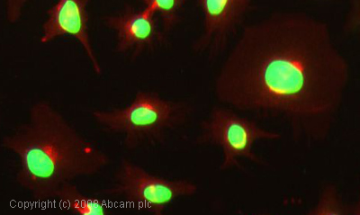 ICC/IF image of ab64165 stained human HeLa cells. The cells were 4% PFA fixed (10 min), permabilised in 0.1% PBS-Tween (20 min) and incubated with the antibody (ab64165, 1µg/ml) for 1h at room temperature. 1%BSA / 10% normal goat serum / 0.3M glycine was used to block non-specific protein-protein interactions. The secondary antibody (green) was Alexa Fluor® 488 goat anti-mouse IgG (H+L) used at a 1/1000 dilution for 1h. Alexa Fluor® 594 WGA was used to label plasma membranes (red). DAPI was used to stain the cell nuclei (blue).