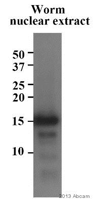 Anti-Histone H2B antibody - ChIP Grade (ab1790) at 1/500 dilution + Caenorhabditis elegans embryo tissue lysate - nuclear at 30 µgSecondaryHRP-conjugated Goat anti-rabbit IgG polyclonal at 1/1000 dilutiondeveloped using the ECL techniquePerformed under reducing conditions.