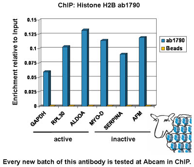 Chromatin was prepared from U2OS cells according to the Abcam X-ChIP protocol. Cells were fixed with formaldehyde for 10min. The ChIP was performed with 25µg of chromatin, 2µg of ab1790 (blue), and 20µl of Protein A/G sepharose beads. No antibody was added to the beads control (yellow). The immunoprecipitated DNA was quantified by real time PCR (Taqman approach for active and inactive loci, Sybr green approach for heterochromatic loci). Primers and probes are located in the first kb of the transcribed region.