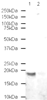Lane 1 : Anti-Histone H2B antibody - ChIP Grade (ab1790) at 0.1 µg/ml (Sample: Calf thymus histone prep, 20 ug)Lane 2 : Anti-Histone H2B antibody - ChIP Grade (ab1790) at 0.1 µg/mlLane 1 : As aboveLane 2 : Human Histone H2B peptide (ab16101) at 1 µg/mlSecondaryAlexa fluor Goat polyclonal anti-Rabbit IgG at 1/10000 dilutionPerformed under reducing conditions.