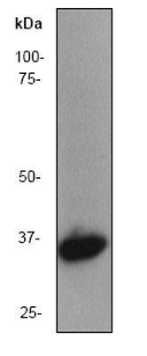Anti-Lactate Dehydrogenase antibody [EP1566Y] (ab52488) at 1/100000 dilution + Hela cell lysate at 10 µgSecondaryGoat anti-rabbit HRP labeled at 1/2000 dilution