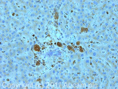 IHC image of ab75167 staining in human normal liver (bile duct cells) formalin fixed paraffin embedded tissue section, performed on a Leica BondTM system using the standard protocol F. The section was pre-treated using heat mediated antigen retrieval with sodium citrate buffer (pH6, epitope retrieval solution 1) for 20 mins. The section was then incubated with ab75167, 5µg/ml, for 15 mins at room temperature and detected using an HRP conjugated compact polymer system. DAB was used as the chromogen. The section was then counterstained with haematoxylin and mounted with DPX.For other IHC staining systems (automated and non-automated) customers should optimize variable parameters such as antigen retrieval conditions, primary antibody concentration and antibody incubation times.