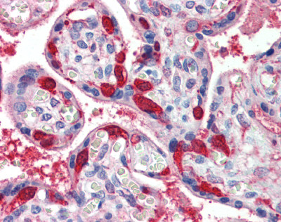 ab75167 at 5 µg/ml staining lactate dehydrogenase B in Human placenta by Immunohistochemistry (Formalin/PFA-fixed paraffin-embedded sections).