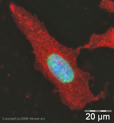 ICC/IF image of ab1790 stained human HeLa cells. The cells were PFA fixed (3.7% PFA, 5 min) and incubated with the antibody (ab1790, 1µg/ml) for 1h at room temperature. The secondary antibody (green) was Alexa Fluor® 488 goat anti-rabbit IgG (H+L) used at a 1/1000 dilution for 1h. Image-iTTM FX Signal Enhancer was used as the primary blocking agent, 5% BSA (in TBS-T) was used for all other blocking steps. DAPI was used to stain the cell nuclei (blue). Alexa Fluor® 594 WGA was used to label plasma membranes (red).