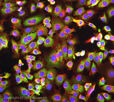 ICC/IF image of ab75167 stained DU145 cells. The cells were 100% methanol fixed (5 min) and then incubated in 1%BSA / 10% normal goat serum / 0.3M glycine in 0.1% PBS-Tween for 1h to permeabilise the cells and block non-specific protein-protein interactions. The cells were then incubated with the antibody ab75167 at 1µg/ml overnight at +4°C. The secondary antibody (green) was DyLight® 488 goat anti- rabbit (ab96899) IgG (H+L) used at a 1/1000 dilution for 1h. Alexa Fluor® 594 WGA was used to label plasma membranes (red) at a 1/200 dilution for 1h. DAPI was used to stain the cell nuclei (blue) at a concentration of 1.43µM.