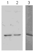 All lanes : Anti-Histone H2B antibody - ChIP Grade (ab1790)Lane 1 : Hela Histone prepLane 2 : Hela whole cell lysateLane 3 : S. cerevisiae whole cell lysatePerformed under reducing conditions.