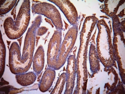 ab63965, at a dilution of 1 µg/ml, staining Lactate Dehydrogenase C in mouse testis section by Immunohistochemistry (Formalin/PFA-fixed paraffin-embedded sections).