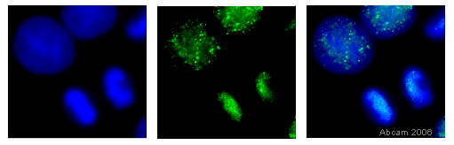 HeLa cells were fixed in 100% methanol for 6 minutes at -20°C. The cells were washed 3 times in PBS then incubated with ab1790 (0.5µg/ml) for 1 hour at room temperature. The panel of images shows the cells stained with ab1790 (green) and counterstained with DAPI (blue). 100x magnification.