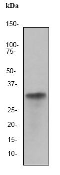 Anti-Lactate Dehydrogenase C antibody [EP1746Y] (ab52747) at 1/20000 dilution + Human testis lysate at 10 µgSecondaryGoat anti-rabbit HRP labeled at 1/2000 dilution