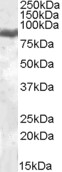 Anti-Lactoferrin antibody (ab77548) at 0.05 µg/ml + Human Peripheral Blood Mononucleocyte lysate (in RIPA buffer) at 35 µgObserved band size : 85 kDa (why is the actual band size different from the predicted?)