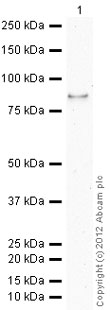 Anti-Lactoferrin antibody (ab77548) at 0.2 µg/ml + Human Lactoferrin full length protein (ab78526) at 0.01 µg/mlSecondaryRabbit polyclonal to Goat IgG - H&L - Pre-Adsorbed (HRP) (ab65486) at 1/3000 dilutiondeveloped using the ECL techniquePerformed under reducing conditions.Exposure time : 8 minutes