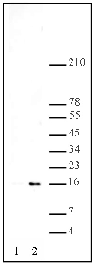 All lanes : Anti-Histone H3 (acetyl K14) antibody - ChIP Grade (ab46984) at 1/1000 dilutionLane 1 : HeLa cells, no treatmentLane 2 : HeLa cells treated with sodium butyrateLysates/proteins at 10 µg per lane.