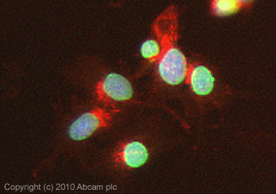 ICC/IF image of ab90169 stained HepG2 cells. The cells were 4% PFA fixed (10 min) and then incubated in 1%BSA / 10% normal Goat serum / 0.3M glycine in 0.1% PBS-Tween for 1h to permeabilise the cells and block non-specific protein-protein interactions. The cells were then incubated with the antibody ab90169 at 5ug overnight at +4°C. The secondary antibody (green) was Alexa Fluor® 488 Goat anti- chicken IgY (H+L) used at a 1/1000 dilution for 1h. Alexa Fluor® 594 WGA was used to label plasma membranes (red) at a 1/200 dilution for 1h. DAPI was used to stain the cell nuclei (blue) at a concentration of 1.43µM.