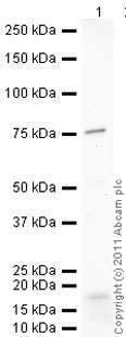 Anti-Lamin B1 antibody (ab90169) at 1 µg/ml + NIH 3T3 (Mouse embryonic fibroblast cell line) Whole Cell Lysate at 10 µgSecondaryGoat polyclonal Secondary Antibody to Chicken IgY - H&L (HRP) at 1/3000 dilutiondeveloped using the ECL techniquePerformed under reducing conditions.