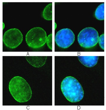 Human and mouse cells stained with ab16048 (1/500). The cells were fixed in 100% methanol for 6 minutes at -20°C, then washed once in PBS.A: HeLa cells + ab16048 (green)B: HeLa cells counterstained with DAPI (blue)C: 3T3 cells + ab16048 (green)D: 3T3 cells counterstained with DAPI (blue) 