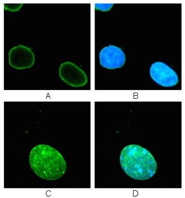 Human and mouse cells stained with ab16048 (1/500). The cells were fixed and permeabilized in 4% formaldehyde, 0.2% Tritonm X100 for 10 minutes at room temperature, then washed 3x in PBS.A: HeLa cells + ab16048 (green)B: HeLa cells counterstained with DAPI (blue)C: 3T3 cells + ab16048 (green)D: 3T3 cells counterstained with DAPI (blue)