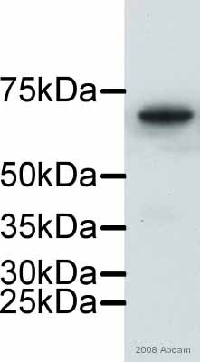 Anti-Lamin B1 antibody - Nuclear Envelope Marker (ab16048) at 1/1000 dilution + Pancreatic cell line - whole cell lysate at 20 µgSecondaryHRP conjugated goat anti-rabbit antibody at 1/2000 dilutiondeveloped using the ECL techniquePerformed under reducing conditions.