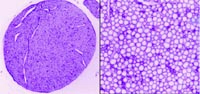 Rat peripheral nerve (low and high magnification; formalin fixed, frozen sections). Immuno-FITC stain (color inverted) with 1:1000 anti-Laminin1 antibody (ab30320).
