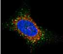 ab19294 has been successfully used in immunofluorescence procedures. ab19294 shows perinuclear staining in HeLa cells (used at 5 µg/ml). The staining is shown in red. Nuclear staining is shown in blue.