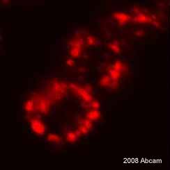 ab25245 staining mouse macrophage, hepatoma cell by ICC/IF.  Cells were PFA fixed and permeabilized in Triton X-100 prior to blocking in 1% BSA for 30 minutes at 25°C.  The primary antibody was diluted 1/1000 and incubated with the sample for 16 hours at 4°C.  An Alexa Fluor® 594 conjugated goat anti-mouse antibody was used as the secondary.See Abreview