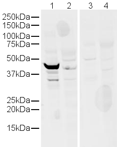 All lanes : Anti-LAMP2b antibody - Lysosome Marker (ab18529) at 1 µg/mlLane 1 : Human skeletal muscle lysateLane 2 : Human liver lysate Lane 3 : Human skeletal muscle lysate with Human LAMP2b peptide (ab23321) at 1 µg/mlLane 4 : Human liver lysate with Human LAMP2b peptide (ab23321) at 1 µg/mlLysates/proteins at 20 µg per lane.SecondaryAlexa Fluor Goat polyclonal to Rabbit IgG (700) at 1/10000 dilution