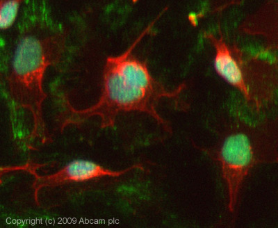 ICC/IF image of ab66588 stained HeLa cells. The cells were 100% Methanol fixed (5 min) and then incubated in 1%BSA / 10% normal Goat serum / 0.3M glycine in 0.1% PBS-Tween for 1h to permeabilise the cells and block non-specific protein-protein interactions. The cells were then incubated with the antibody (ab66588, 1µg/ml) overnight at +4°C. The secondary antibody (green) was Alexa Fluor® 488 Goat anti-Mouse IgG (H+L) used at a 1/1000 dilution for 1h. Alexa Fluor® 594 WGA was used to label plasma membranes (red) at a 1/200 dilution for 1h. DAPI was used to stain the cell nuclei (blue).