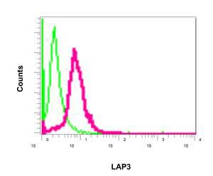 Flow cytometric analysis of permeabilized 293T cells labeling LAP3 with ab154809 at 1/10 dilution (red) or a negative rabbit IgG (control) (green).