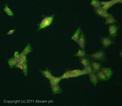 ICC/IF image of ab82810 stained Hek293 cells. The cells were 4% formaldehyde fixed (10 min) and then incubated in 1%BSA / 10% normal goat serum / 0.3M glycine in 0.1% PBS-Tween for 1h to permeabilise the cells and block non-specific protein-protein interactions. The cells were then incubated with the antibody (ab82810, 5µg/ml) overnight at +4°C. The secondary antibody (green) was ab96899, DyLight® 488 goat anti-rabbit IgG (H+L) used at a 1/250 dilution for 1h. Alexa Fluor® 594 WGA was used to label plasma membranes (red) at a 1/200 dilution for 1h. DAPI was used to stain the cell nuclei (blue) at a concentration of 1.43µM.