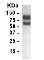 Transiently transfected 293 cells probed with ab14056.