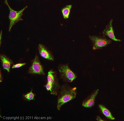 ICC/IF image of ab52818 stained HeLa cells. The cells were 4% PFA fixed (10 min) and then incubated in 1%BSA / 10% normal goat serum / 0.3M glycine in 0.1% PBS-Tween for 1h to permeabilise the cells and block non-specific protein-protein interactions. The cells were then incubated with the antibody (ab52818, 5µg/ml) overnight at +4°C. The secondary antibody (green) was DyLight® 488 goat anti-rabbit IgG - H&L, pre-adsorbed (ab96899) used at a 1/250 dilution for 1h. Alexa Fluor® 594 WGA was used to label plasma membranes (red) at a 1/200 dilution for 1h. DAPI was used to stain the cell nuclei (blue) at a concentration of 1.43µM.