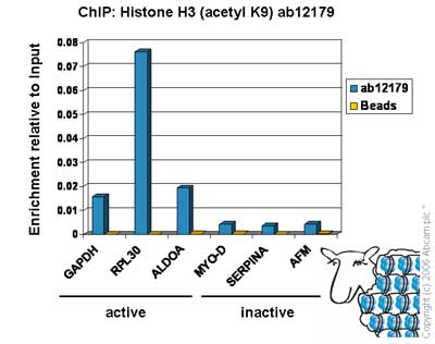 Chromatin was prepared from Hela cells according to the Abcam X-ChIP protocol. Cells were fixed with formaldehyde for 10min. The  ChIP was performed with 25µg of chromatin, 5µg of  ab12179 (blue), and 20µl of Protein A/G sepharose beads. No antibody was added to the beads control (yellow). The immunoprecipitated DNA was quantified by real time PCR (Taqman approach). Primers and probes are located in the first kb of the transcribed region.     