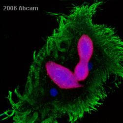 ab12179 at a 1/1000 dilution staining Stylonychia lemnae (single cell organism, transcriptionally active macronucleus) by ICC/IF. The cells were paraformaldehyde fixed and incubated with the antibody for 12 hours. An Alexa Fluor ® 488 conjugated goat anti-mouse IgG antibody was used as the secondary. In the image Histone H3 (acetyl K9) staining is red and is found in macronuclei only. Micronuclei remain unstained and are shown in blue (nucleic acid counterstain). Alpha tubulin is also stained (green).See Abreview