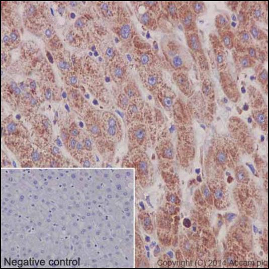 Immunohistochemical analysis of paraffin-embedded, Human liver tissue labeling LECT2 with ab196015 at a 1/8000 dilution. Counter stained with hematoxylin. As secondary antibody goat anti-rabbit IgG H&L (ab97051) was used at a 1/500 dilution. In the negative control PBS was used instead of primary antibody.