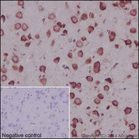 Immunohistochemical analysis of paraffin-embedded, rat cerebral cortex tissue labeling LECT2 with ab196015 at a 1/8000 dilution. Counter stained with hematoxylin. As secondary antibody goat anti-rabbit IgG H&L (ab97051) was used at a 1/500 dilution. In the negative control PBS was used instead of primary antibody.