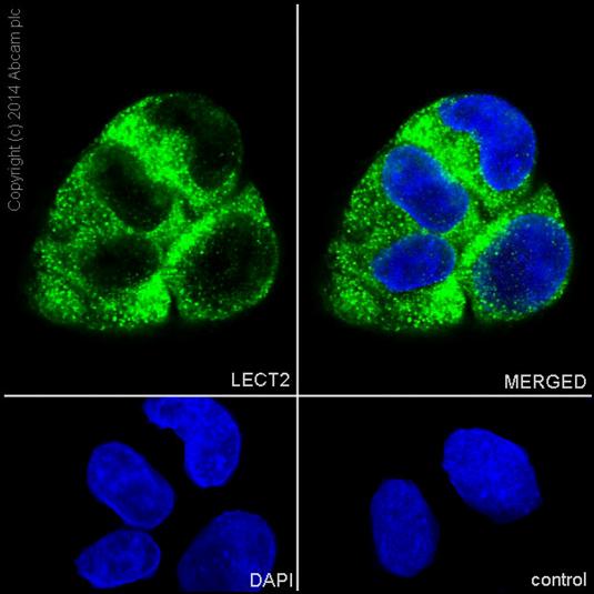 Immunofluorescence analysis of paraformaldehyde-fixed HepG2 cells labeling LECT2 with ab196015 at a 1/900 dilution. As secondary antibody goat anti-rabbit IgG (Alexa Fluor®488) ab150077 was used at a 1/500 dilution. In blue DAPI staining.