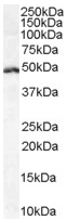 Anti-LEF1 antibody (ab52017) at 1 µg/ml + Daudi cell lysate (35µg protein in RIPA buffer).